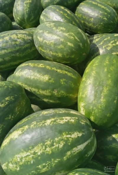 فروش هندوانه