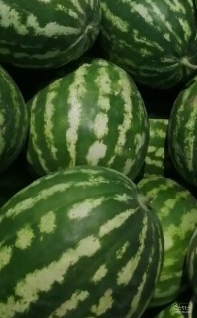 فروش هندوانه