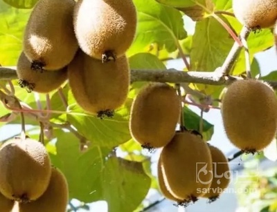 فروش کیوی