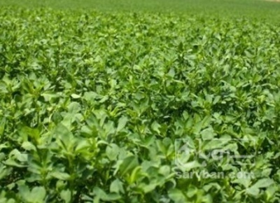 فروش یونجه
