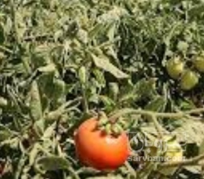 فروش گوجه فرنگی