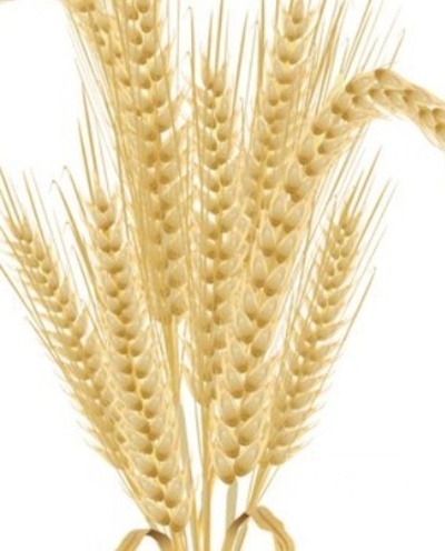 فروش جو
