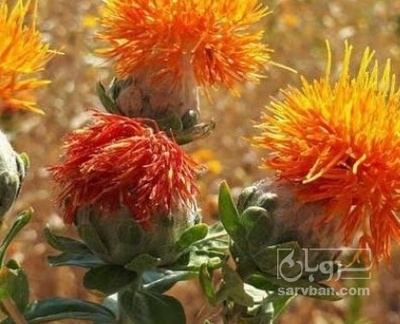 فروش گلرنگ