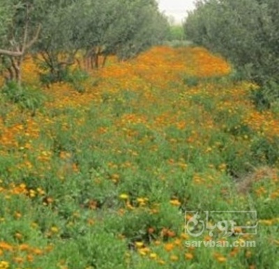 فروش خاکشیر (گیاه‌ دارویی)