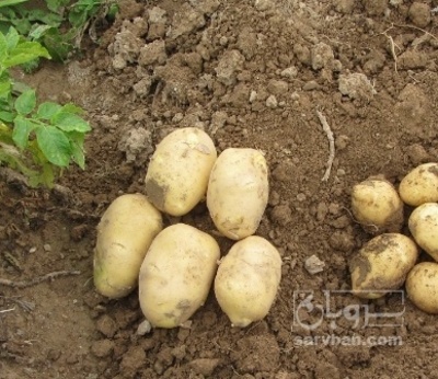 فروش سیب زمینی