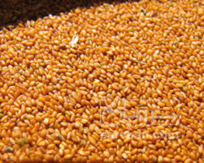 فروش خاکشیر (گیاه‌ دارویی)