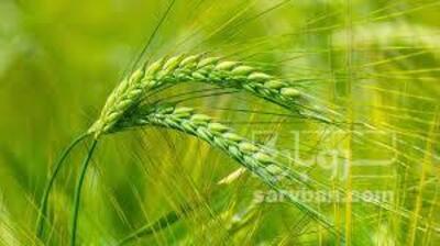 فروش گندم