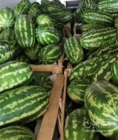 فروش هندوانه بیضی