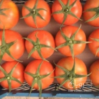 فروش گوجه فرنگی 4129