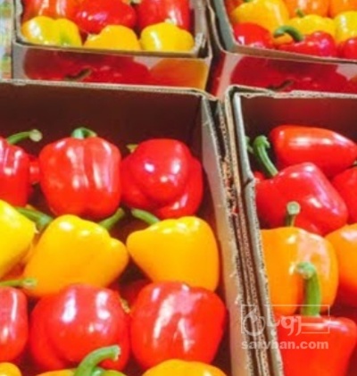 فروش فلفل دلمه ای