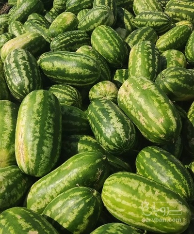 فروش هندوانه بیضی صادراتی