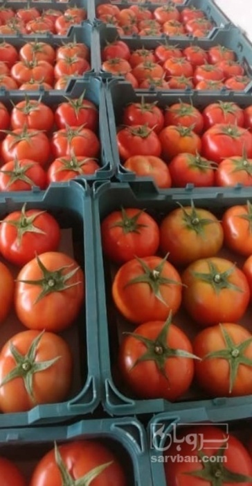 فروش گوجه فرنگی4129