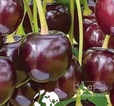 فروش آلبالو