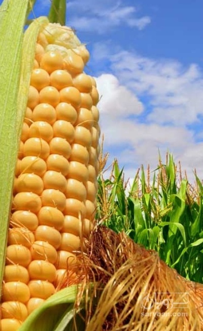 فروش ذرت مکزیکی