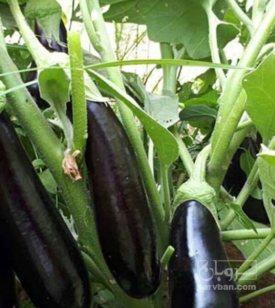 فروش بادمجان