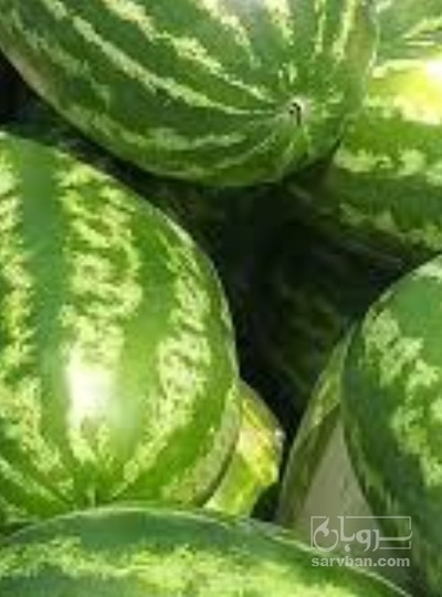 فروش هندوانه بیضی
