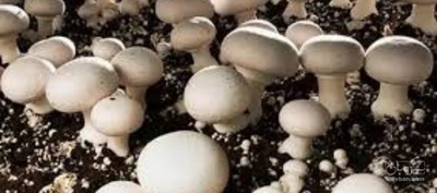 فروش قارچ دکمه ای