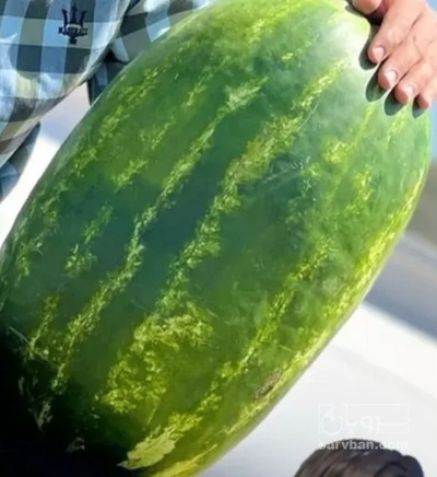 فروش هندوانه