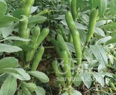 فروش باقلا تازه - باقالی - باقالا