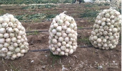 فروش پیاز سفید