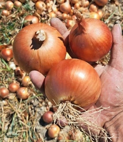 فروش پیازطلائی