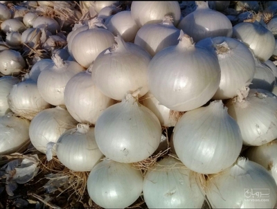 فروش پیازسفید