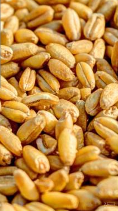 فروش گندم