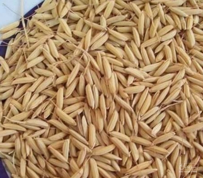 فروش سبوس برنج