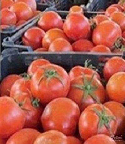 فروش گوجه فرنگی