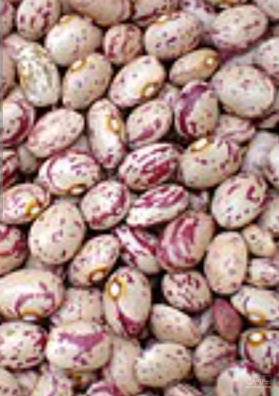 فروش لوبیا چیتی