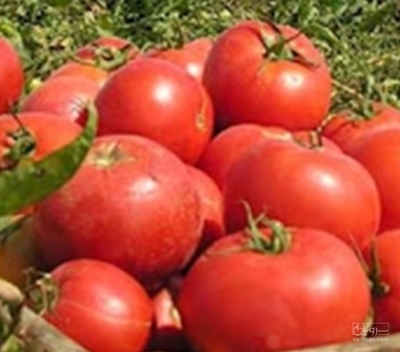 فروش گوجه فرنگی