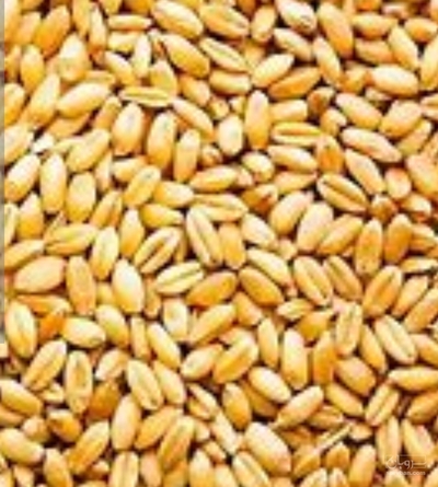 فروش گندم