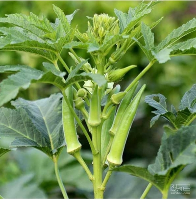 فروش بامیه