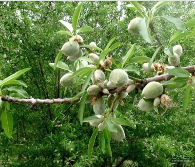 فروش بادام سنگی