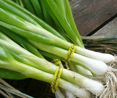 فروش پیازچه