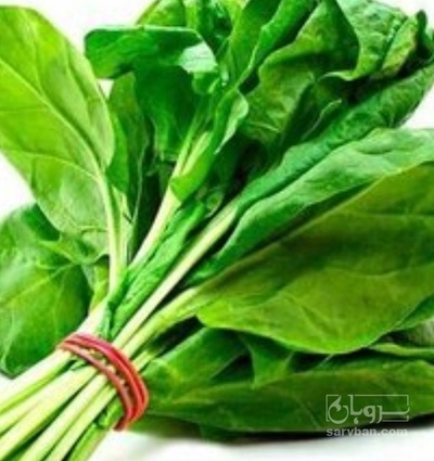 فروش اسفناج