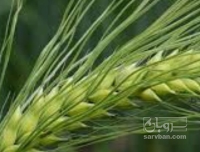 فروش گندم