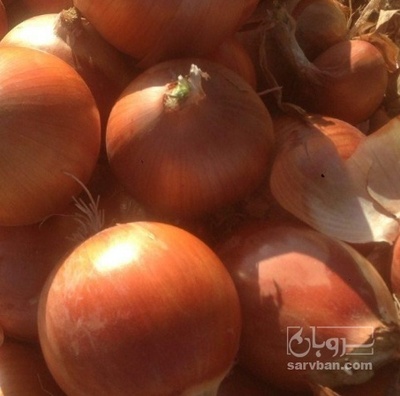 فروش پیاز زرد