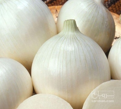فروش پیاز سفید