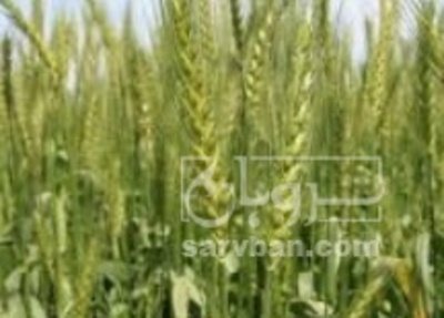 فروش گندم