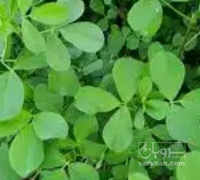 فروش یونجه