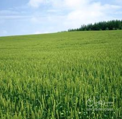 فروش گندم