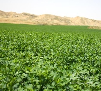 فروش یونجه