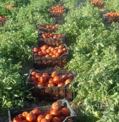 فروش گوجه فرنگی