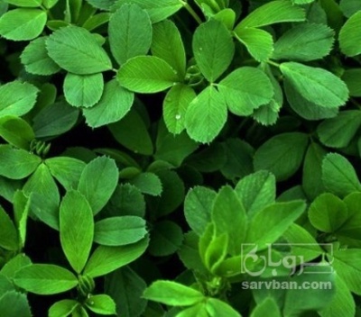 فروش یونجه