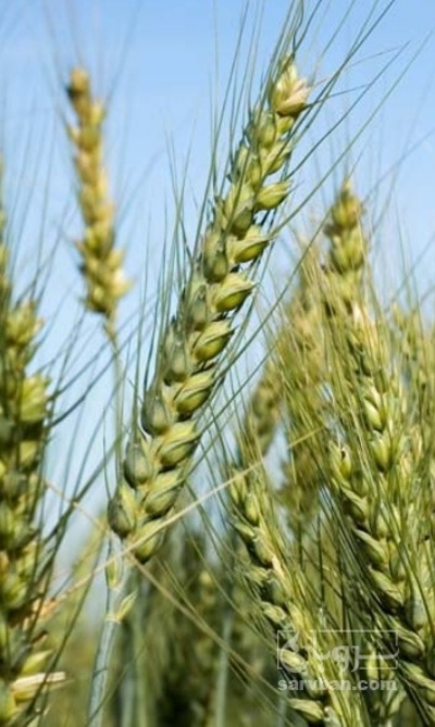 فروش گندم