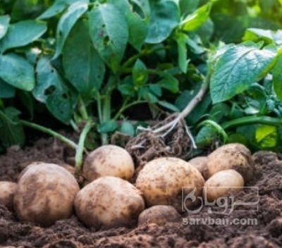 فروش سیب زمینی