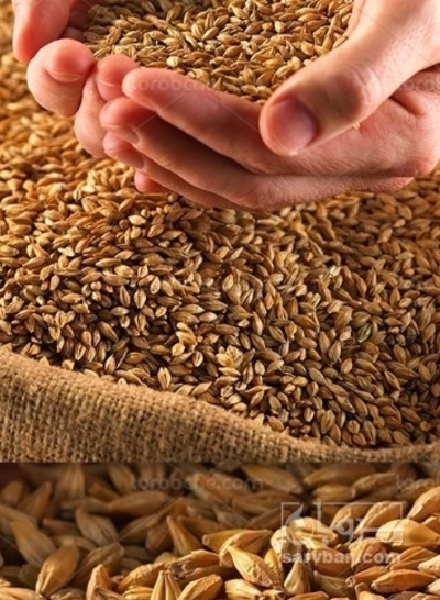 فروش جو
