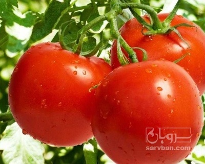 فروش گوجه فرنگی