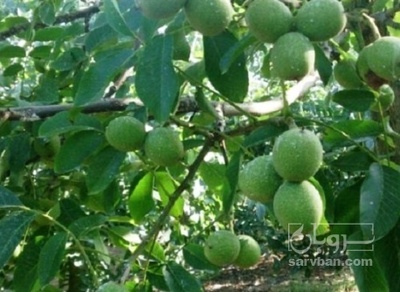 فروش گردو
